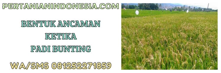 ancaman,tanaman,tanaman padi bunting,budidaya,budidaya padi